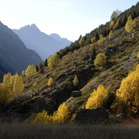 Les arbres "en feu" au dessus de la Bérarde