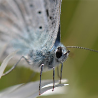 Oeil noir au Salève