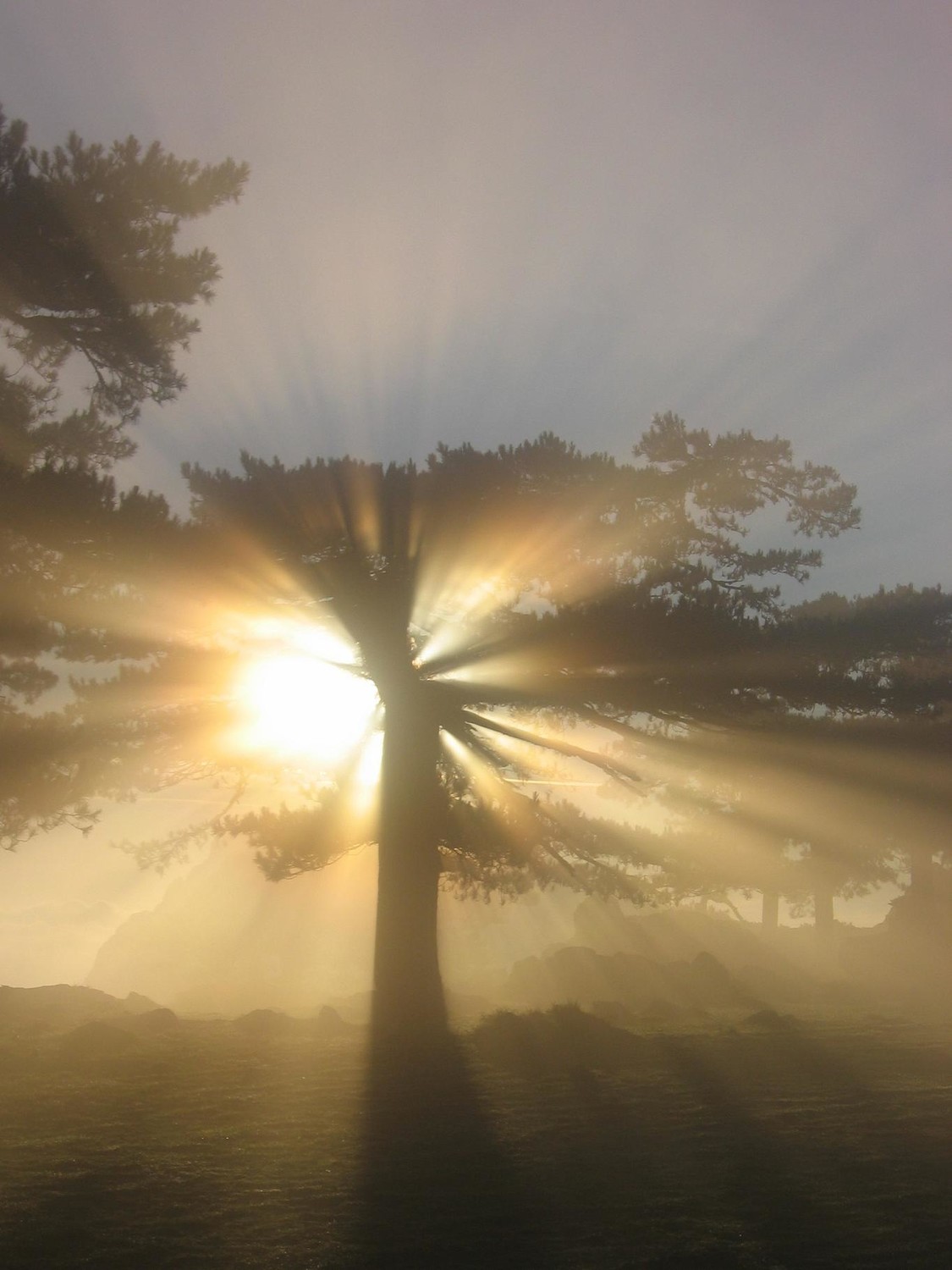 BAVELLA SOLEIL LARICIO PETIT MATIN