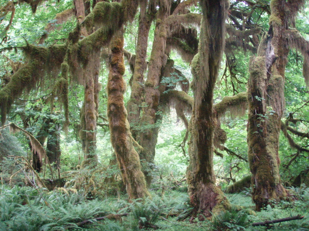Olympic National Park