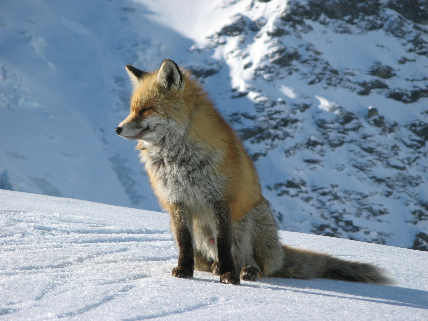 Le renard du Monal