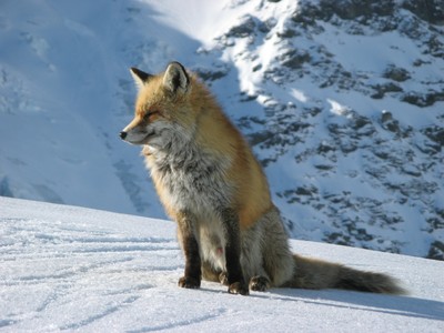 Le renard du Monal Le renard du Monal