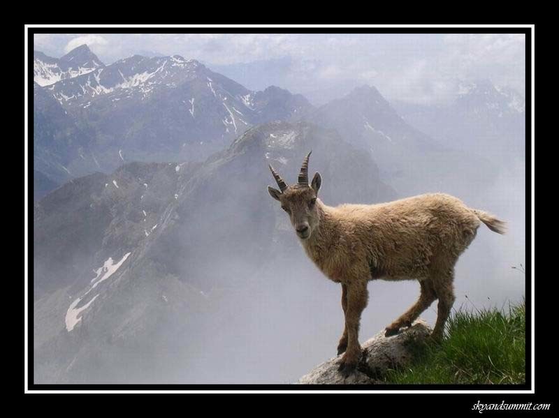 Peluche des Alpes