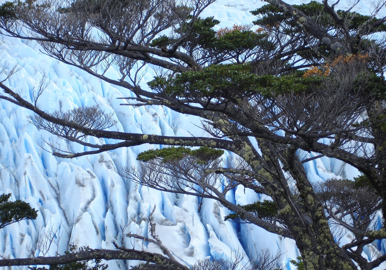 Glacier Grey (Chili)