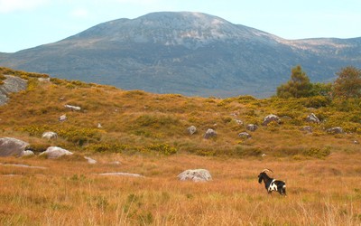 Bouc dans le Kerry Bouc dans le Kerry