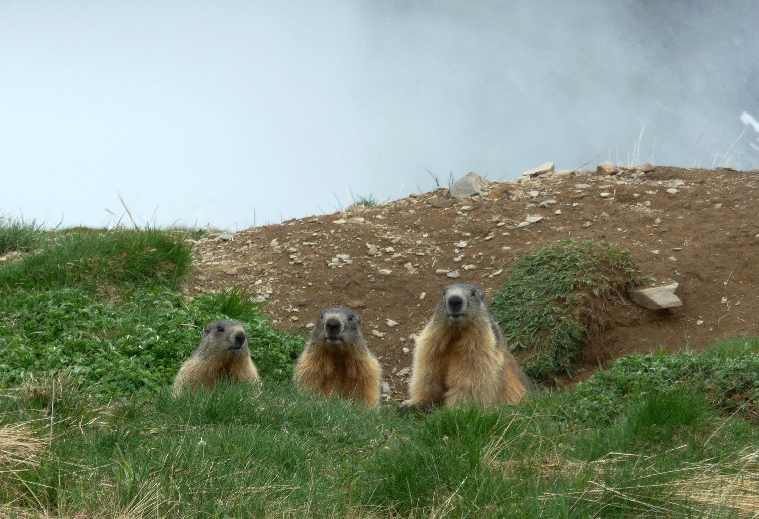 Marmottes, Taillefer