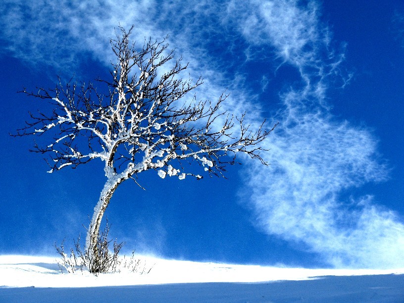 arbre