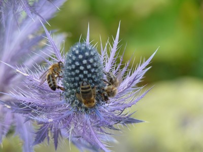 Abeilles sur Chardon Bleu Abeilles sur Chardon Bleu