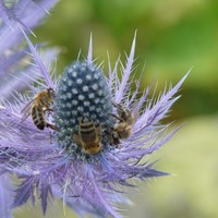 Abeilles sur Chardon Bleu
