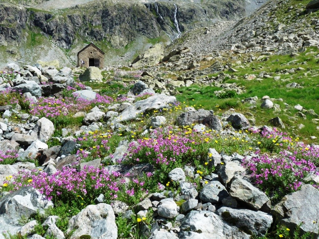 Le Refuge Tuckett parmi les fleurs