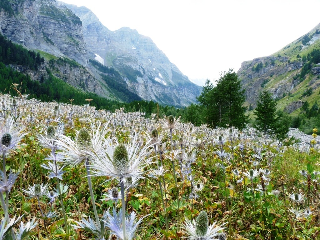 la réserve de Chardons Bleus de Deslioures