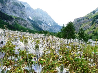 la réserve de Chardons Bleus de Deslioures la réserve de Chardons Bleus de Deslioures