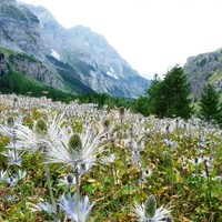 la réserve de Chardons Bleus de Deslioures