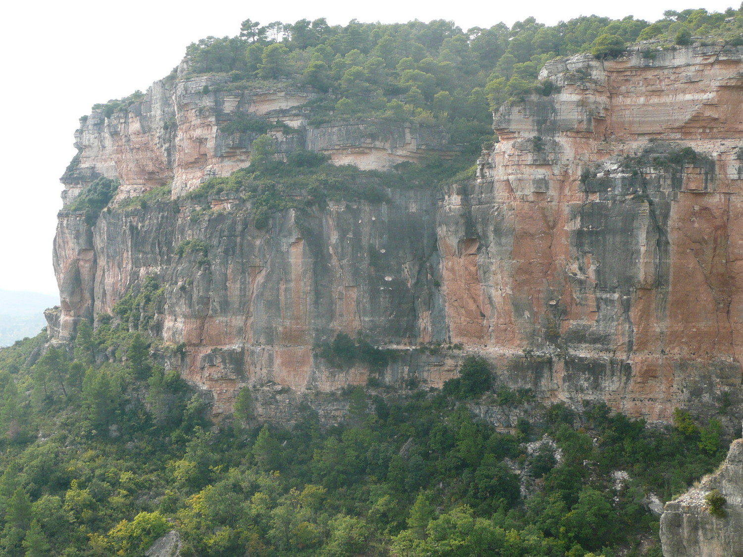 Siuranella N