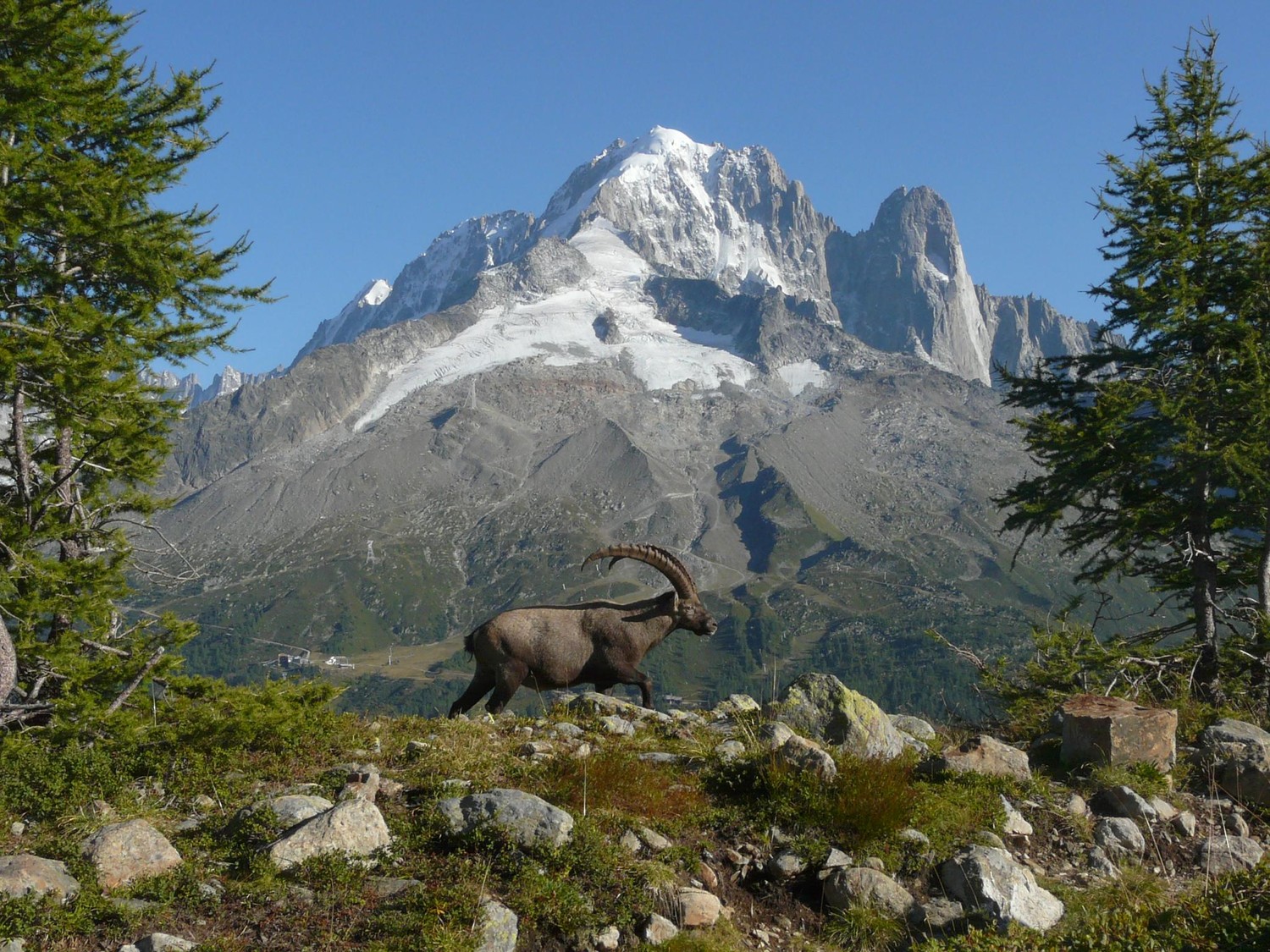Bouquetin tranquille devant l'aiguille verte