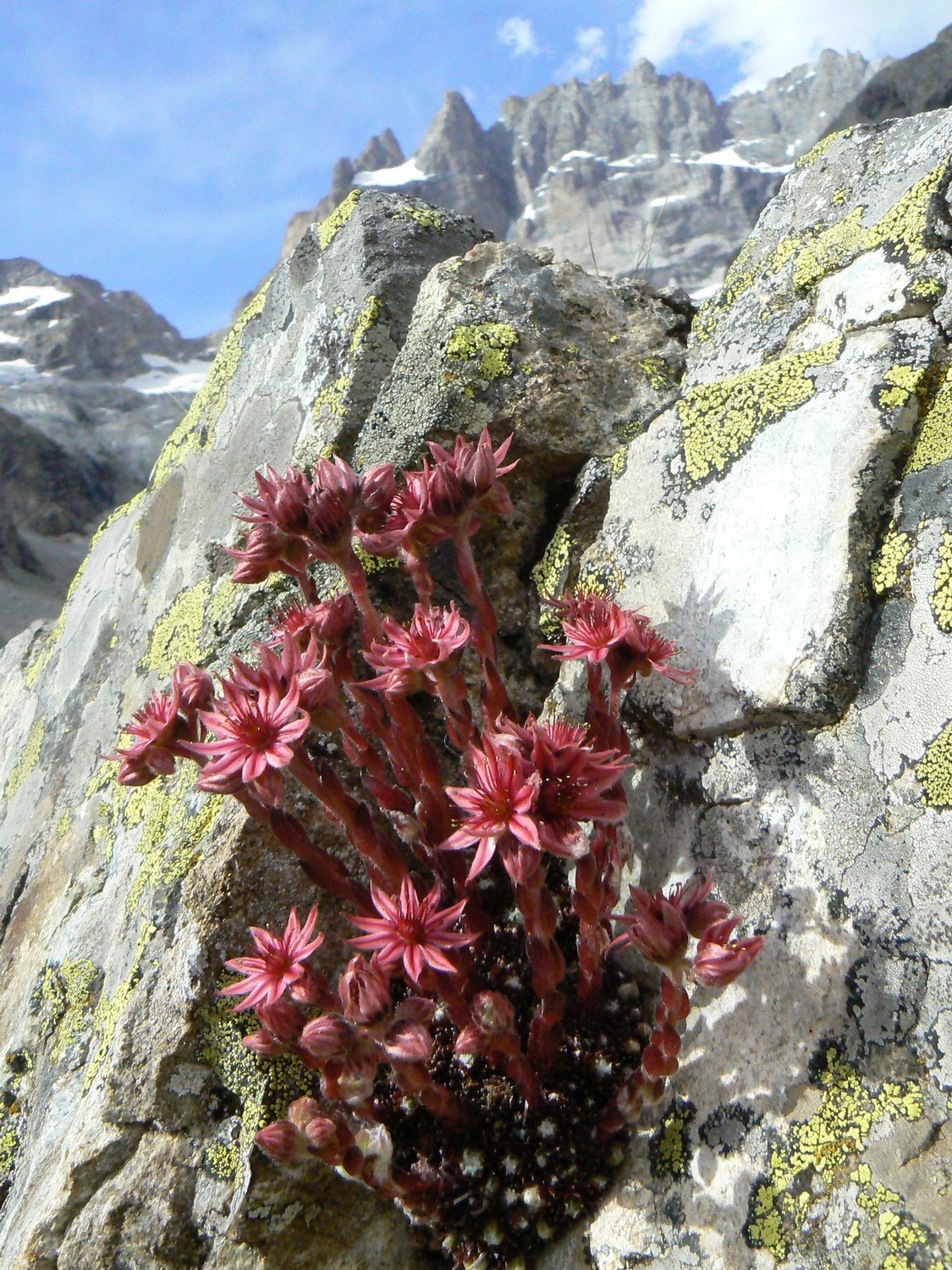 Joubarbe dans le vallon des Etançons
