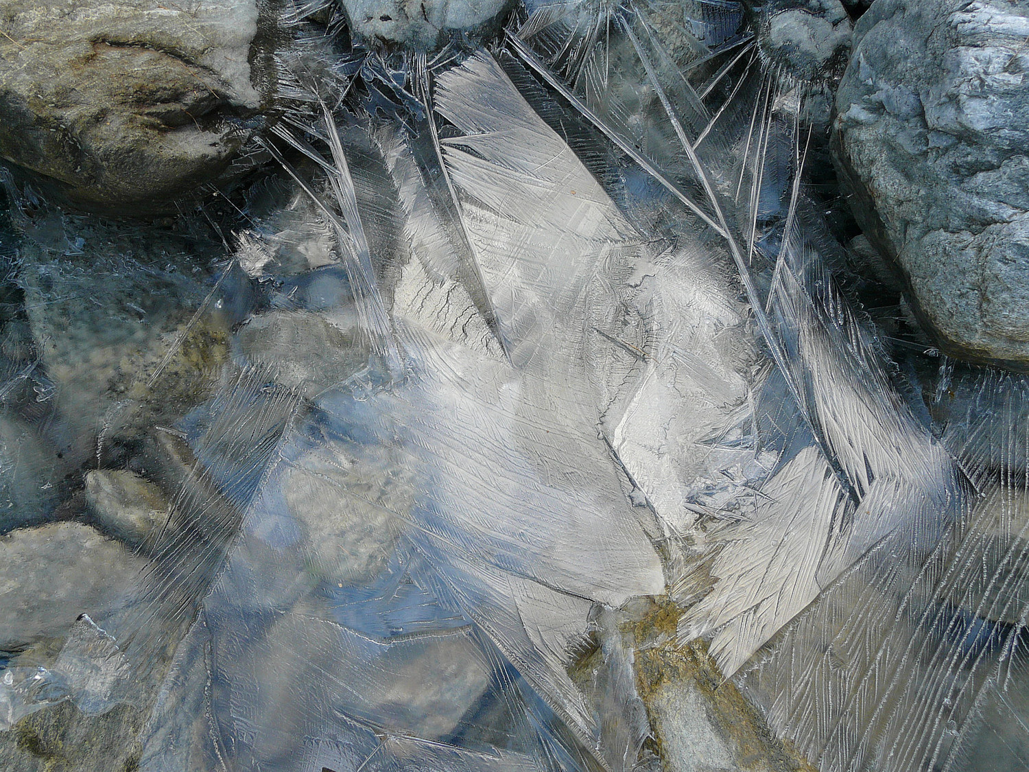 Dentelle d'automne