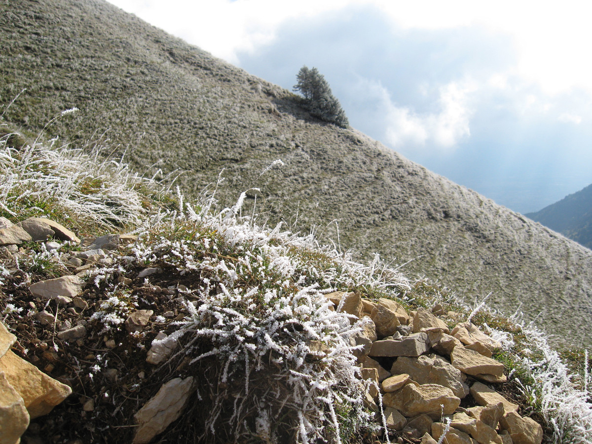 Dent de Crolles - Pilier S : A la descente, vers le col des Ayes, il est 15h, et les herbes ont conservé leur gelée du matin.