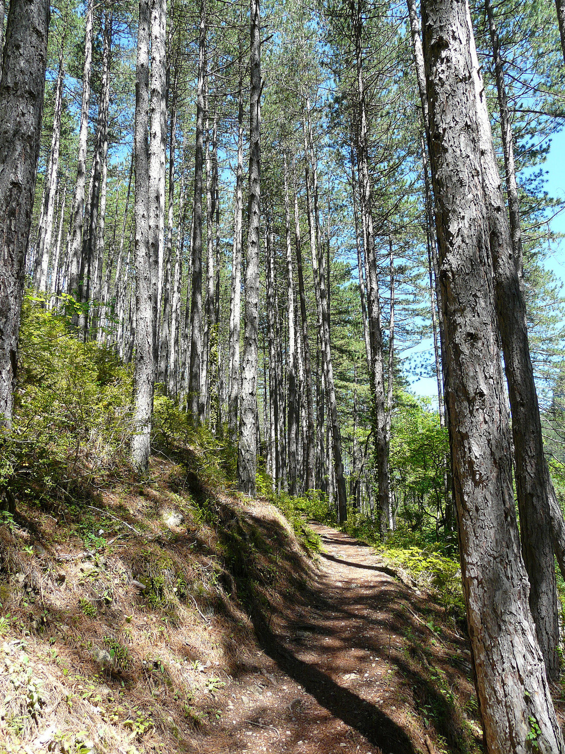 Le sentier dans les pins, gorges de Trévans
