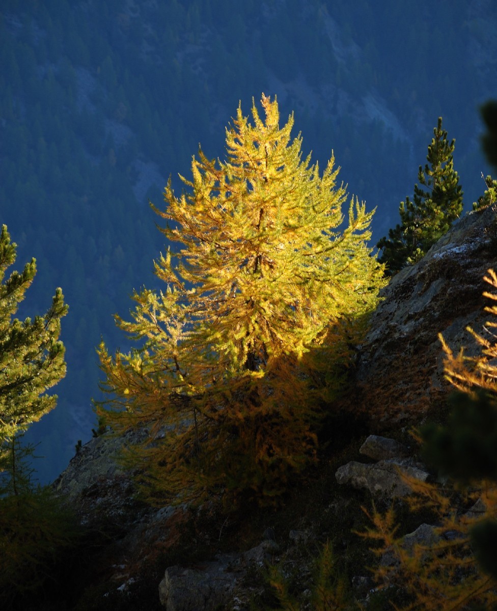 Sur le sentier balcon Grächen - Saas Fee