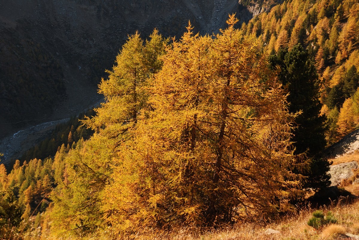 Sur le sentier balcon Grächen - Saas Fee