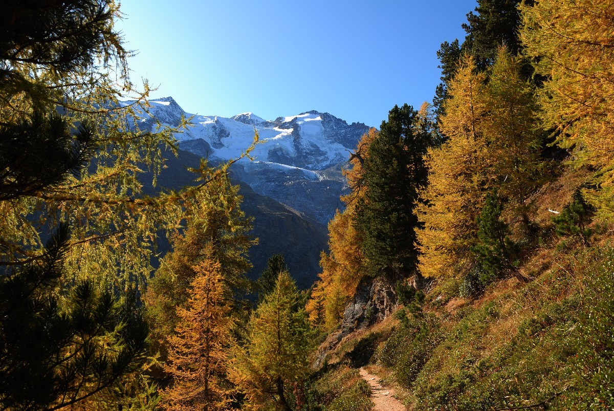 Sur le sentier balcon Grächen - Saas Fee, au fond le Balfrin (3796m)