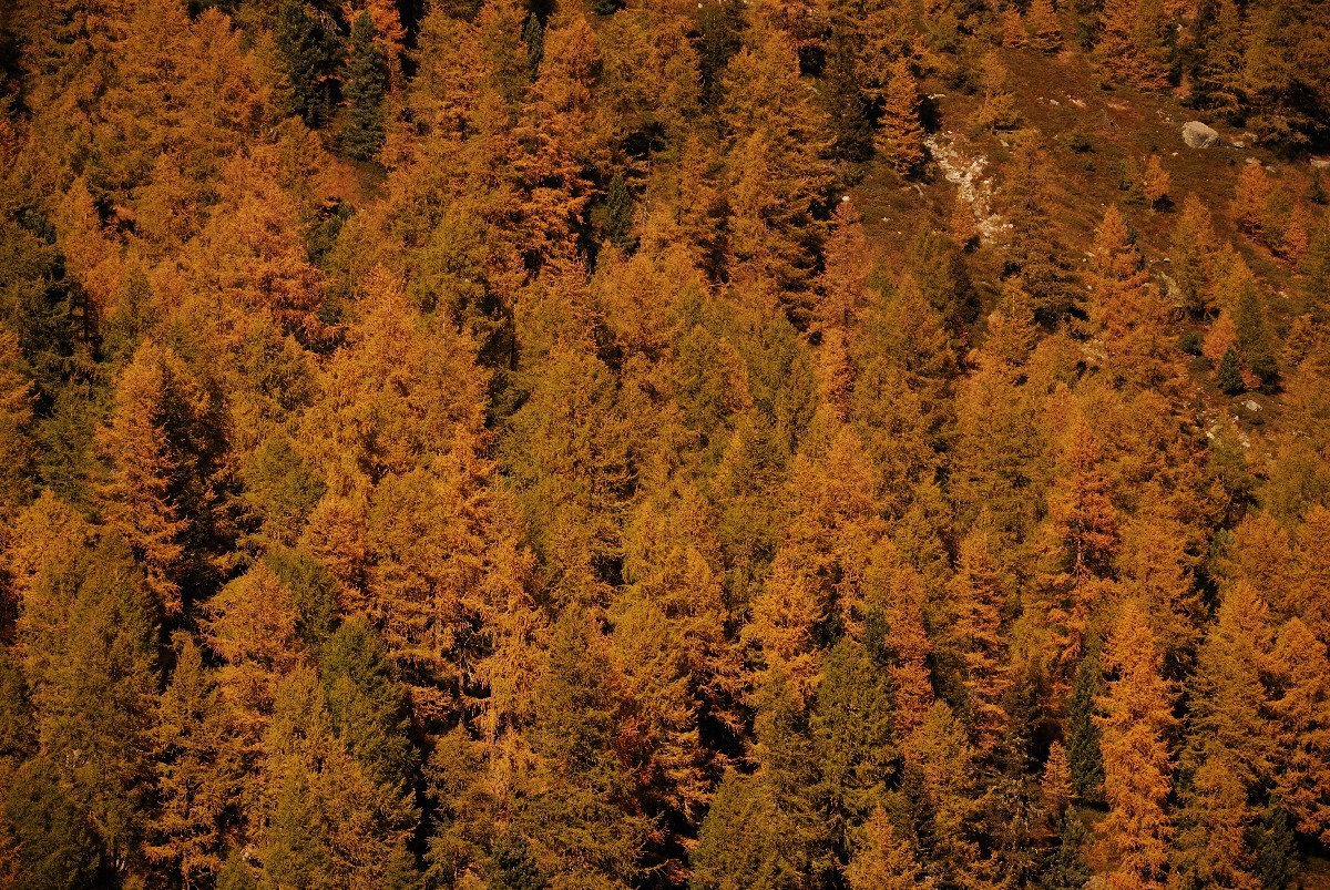 Sur le sentier balcon Grächen - Saas Fee