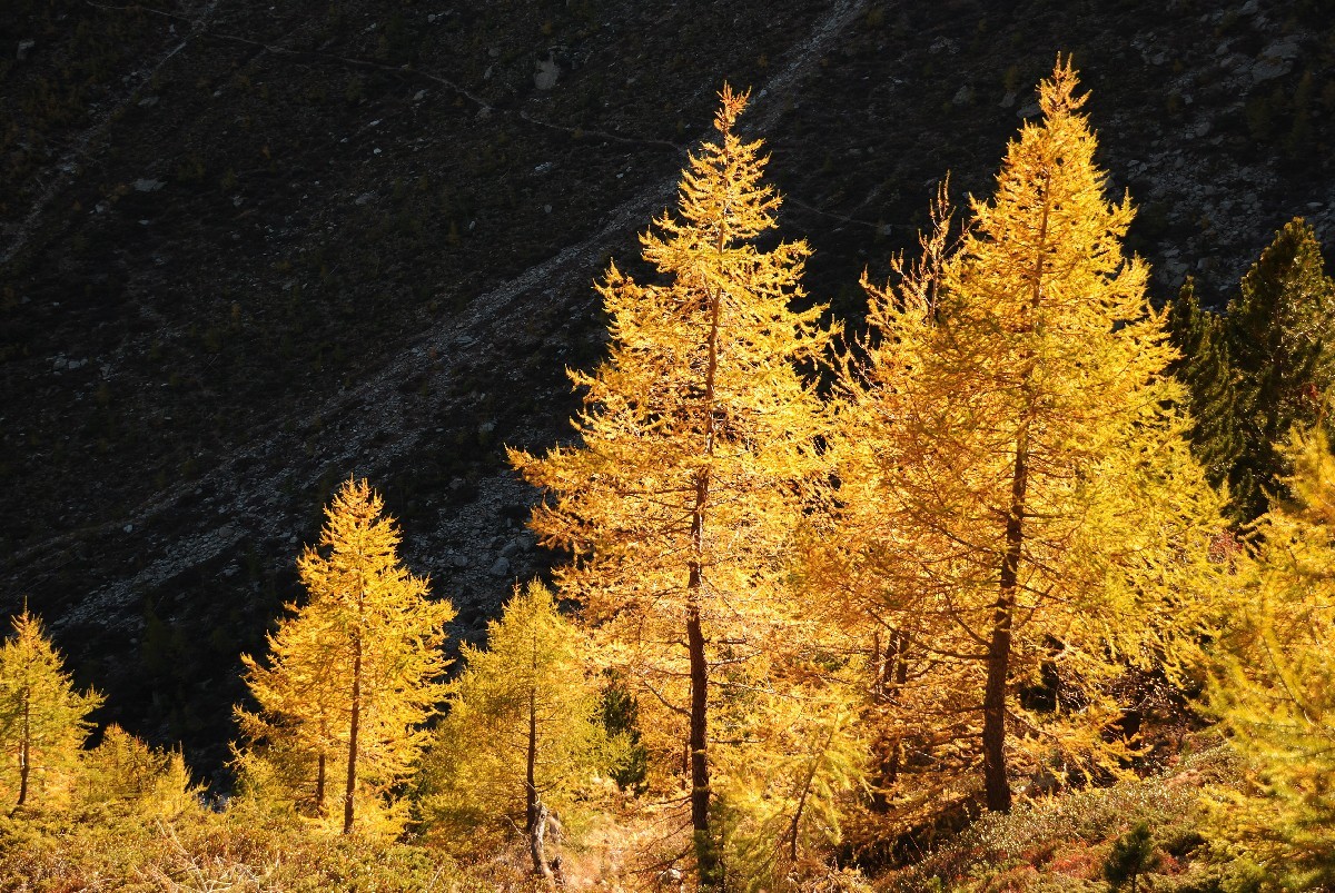 Sur le sentier balcon Grächen - Saas Fee