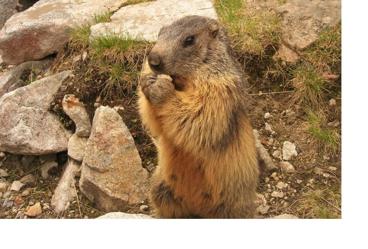 Marmotte Gourmande