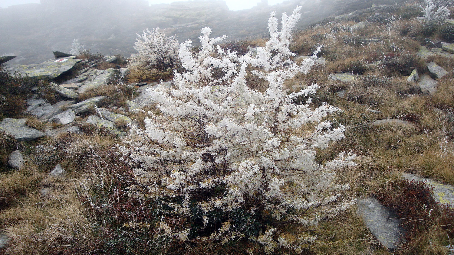 Givre de brouillard sur Ribia