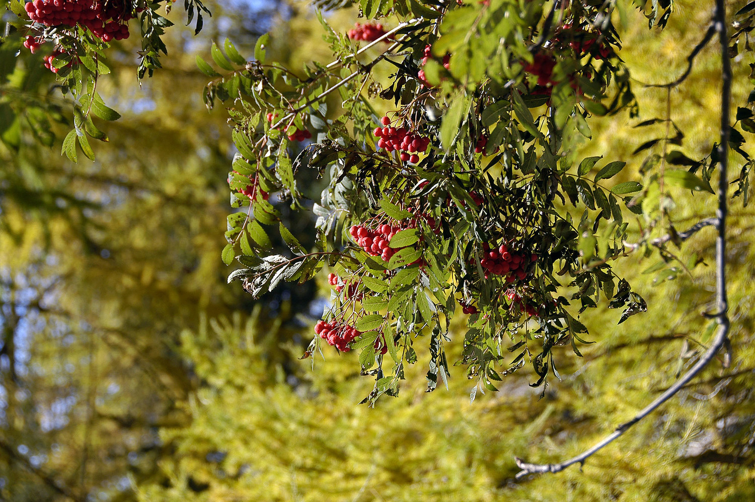 Couleurs d'automne
