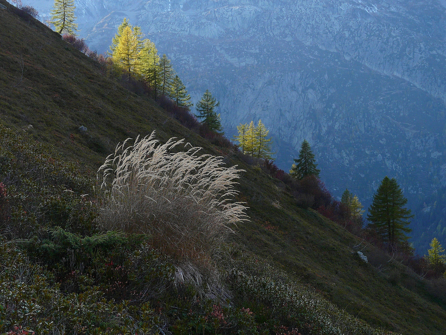 Herbe (le nom ??)