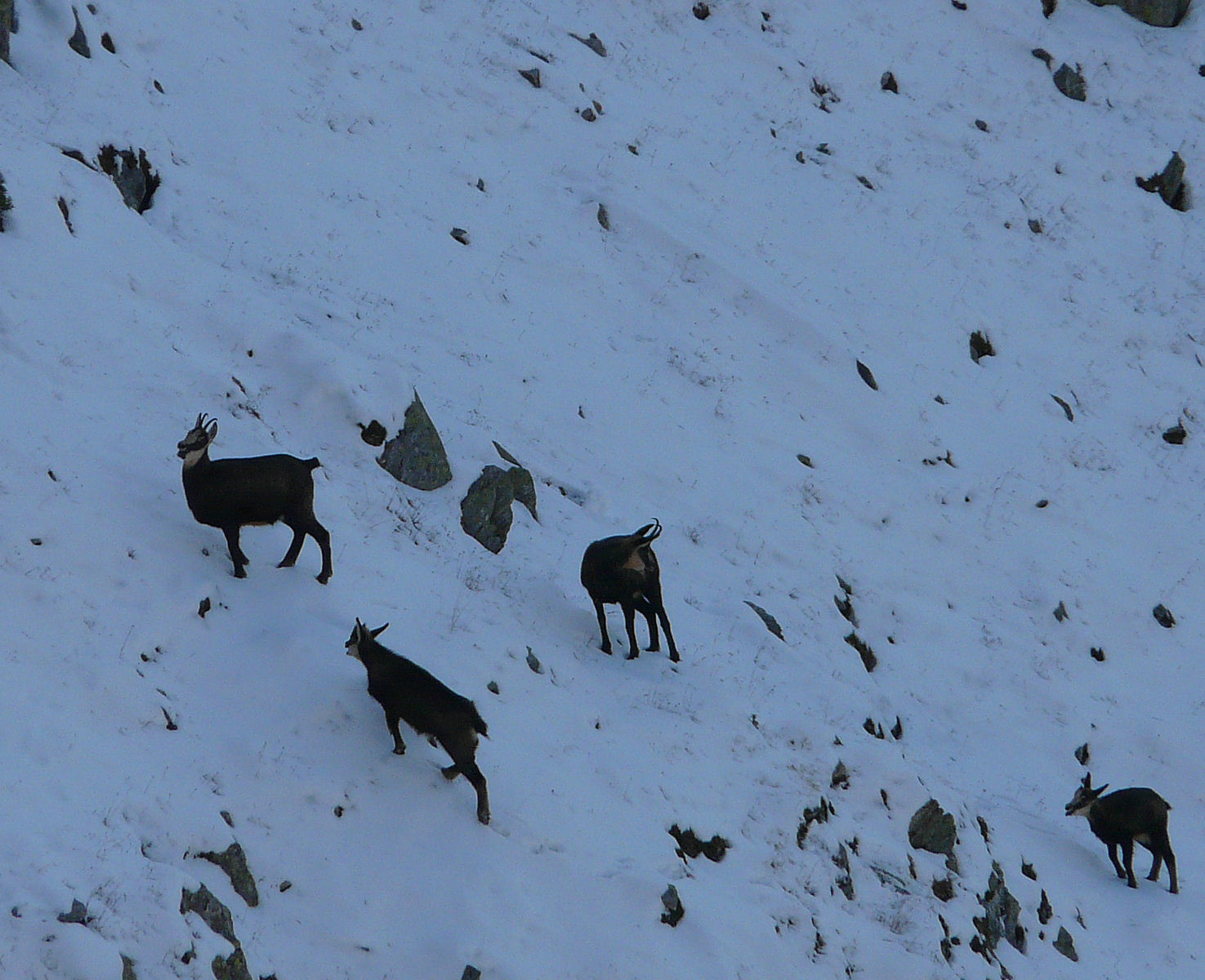 Les chamois reprennent leur souffle