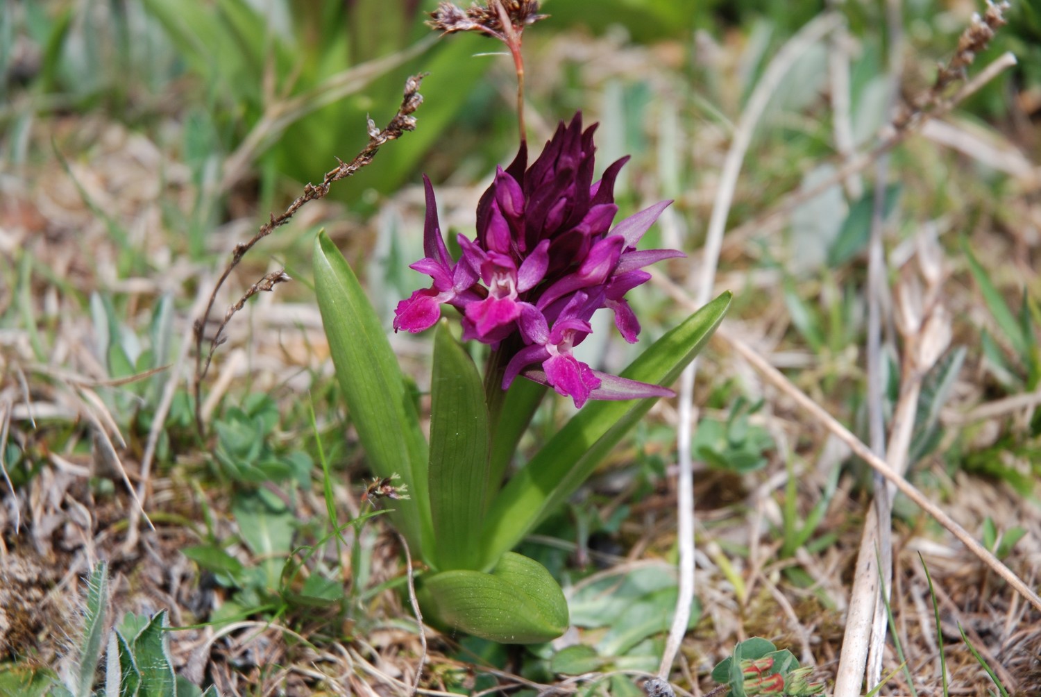 Orchidée