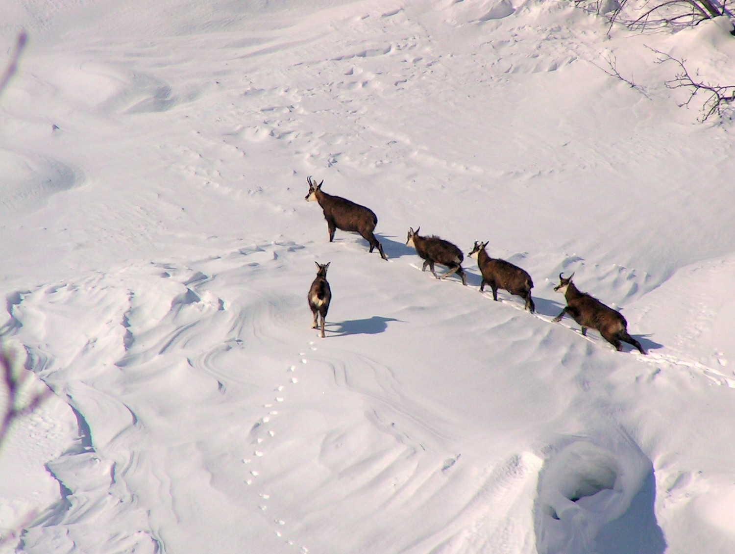Chamois dans la neige