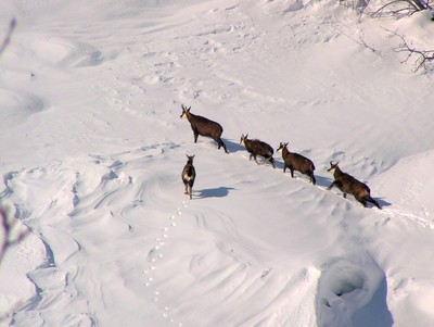 Chamois dans la neige Chamois dans la neige