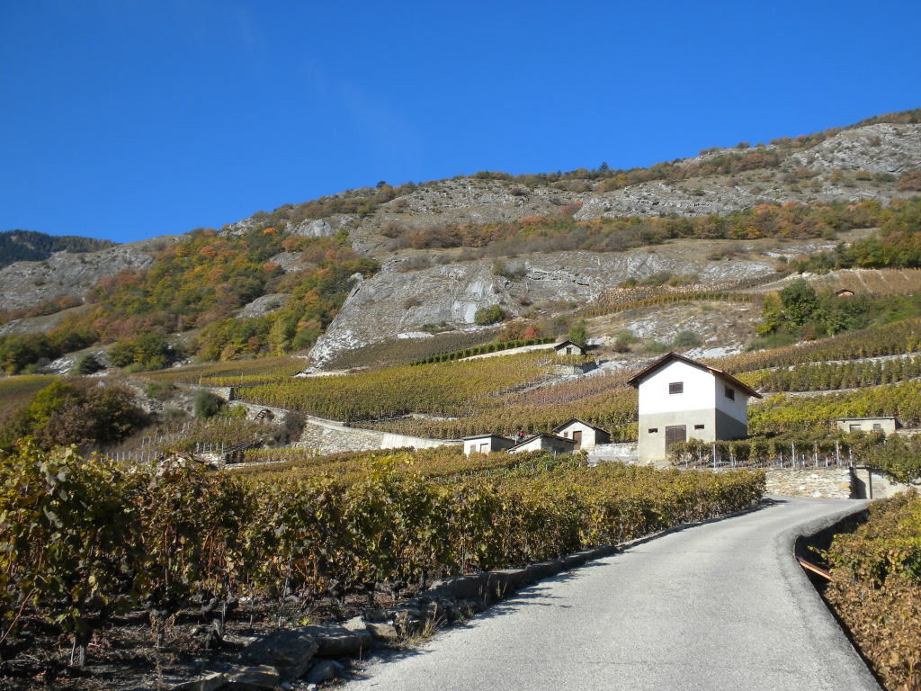 Dalle à Bonvin en haut des vignes