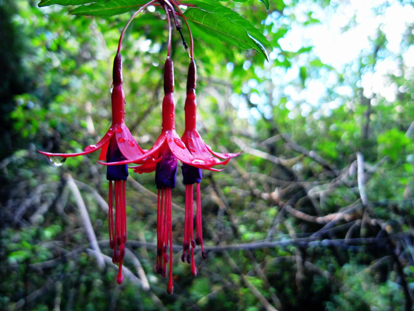 Fleurs à Cochamo