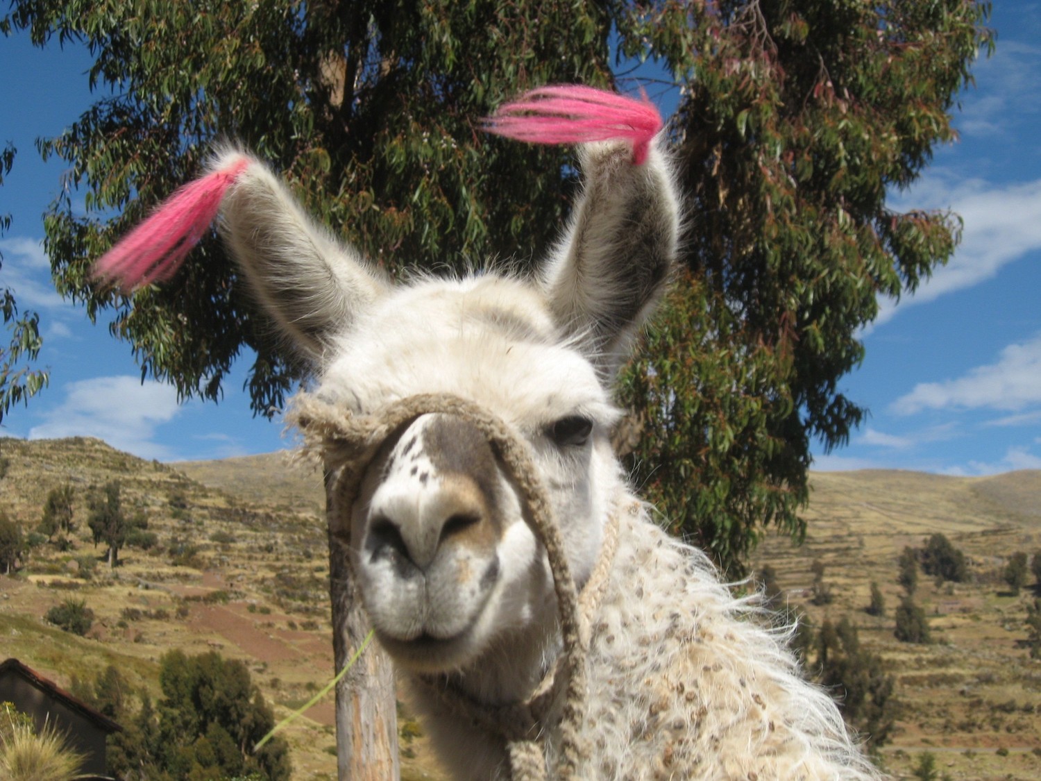 Relax comme un lama