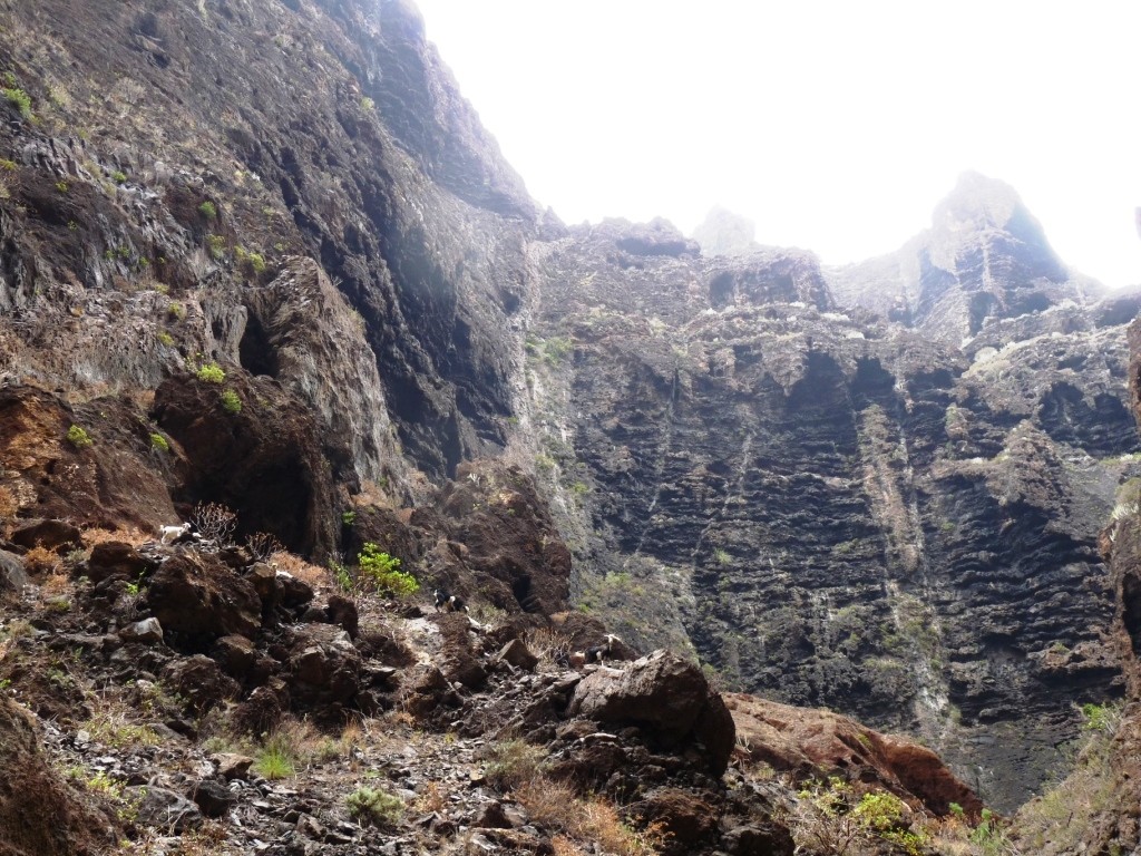 Barranco de Masca : les chèvres