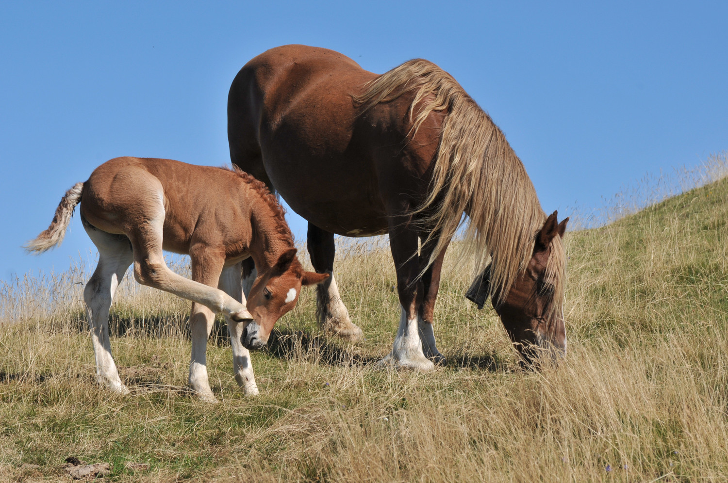 Chevaux au pays basque
