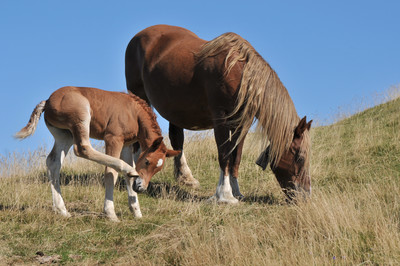 Chevaux au pays basque Chevaux au pays basque