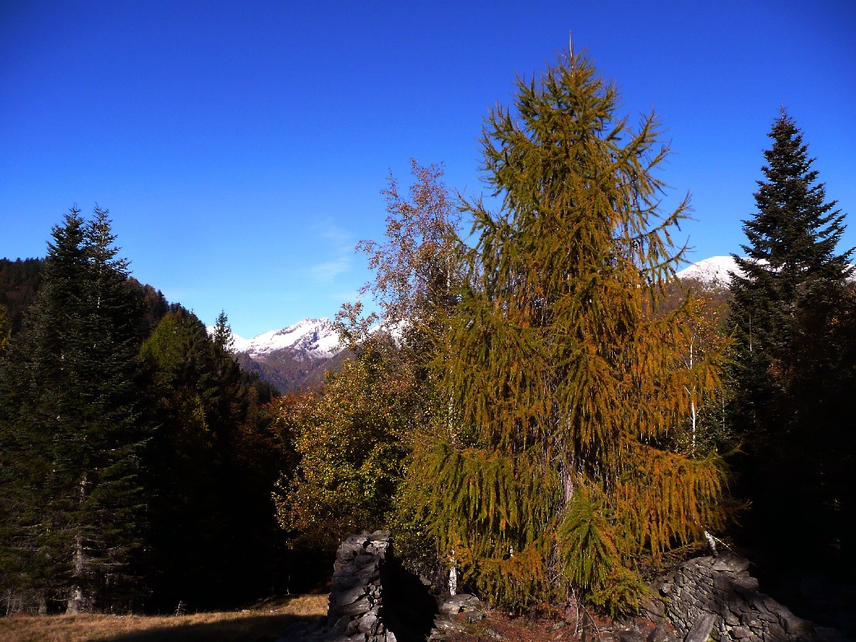 Montée à l'Alpe Ruscada
