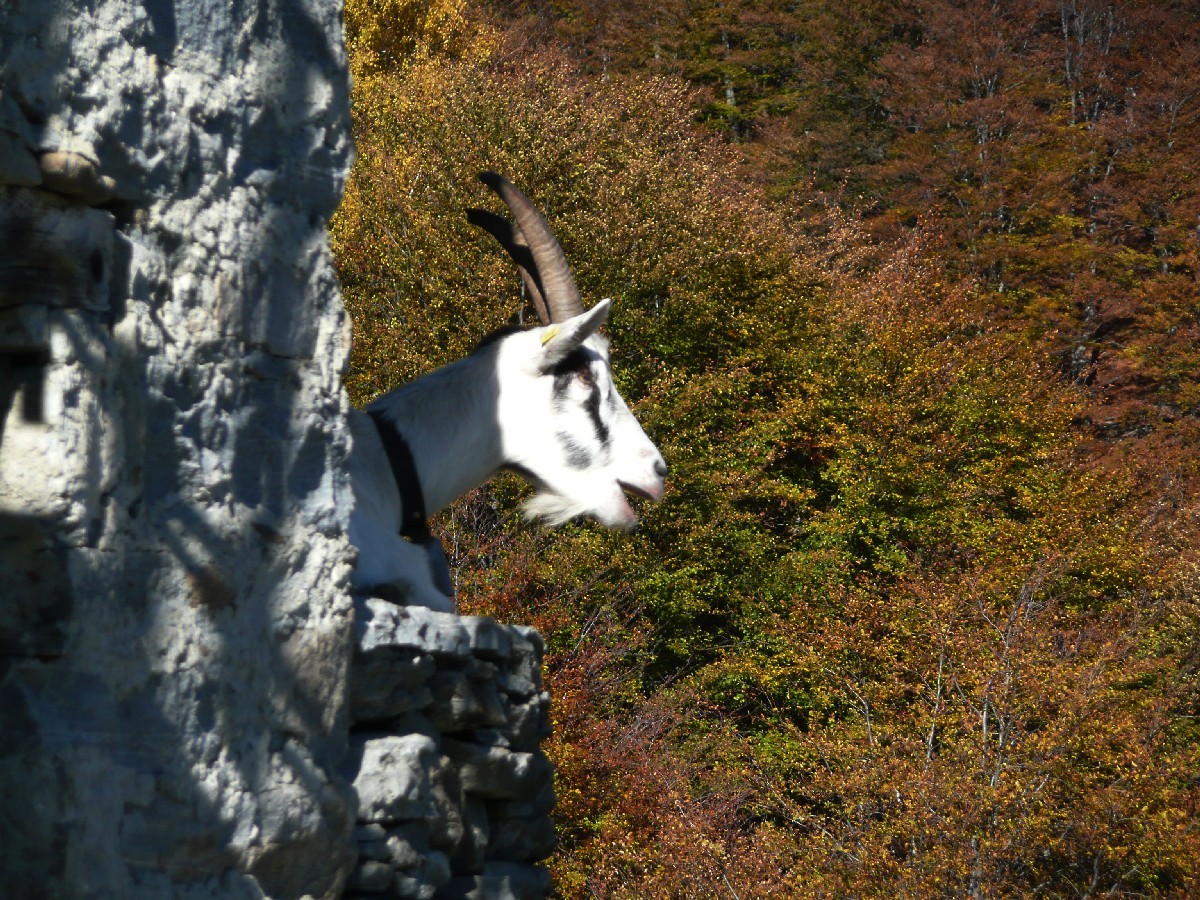 Alpe Cavoo, Valle Onsernone, Tessin