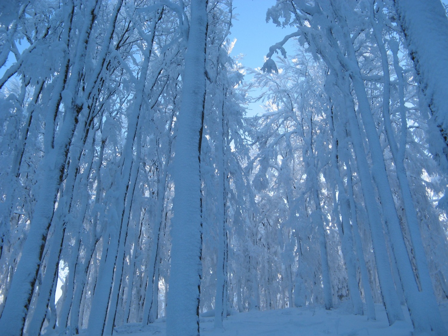 Neiges Vosgiennes