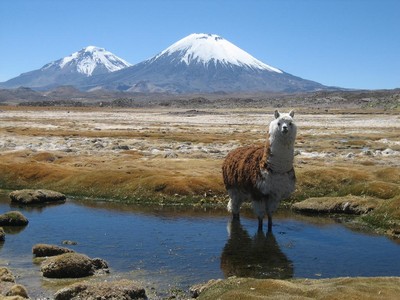 Parinacota et Pomerape, avec l'alpaga qui prend la pause Parinacota et Pomerape, avec l'alpaga qui prend la pause