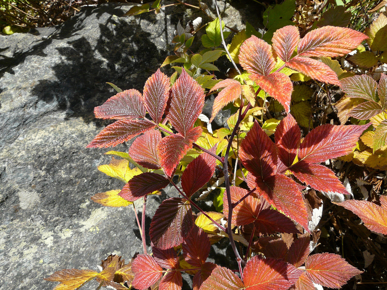 Couleurs d'automne