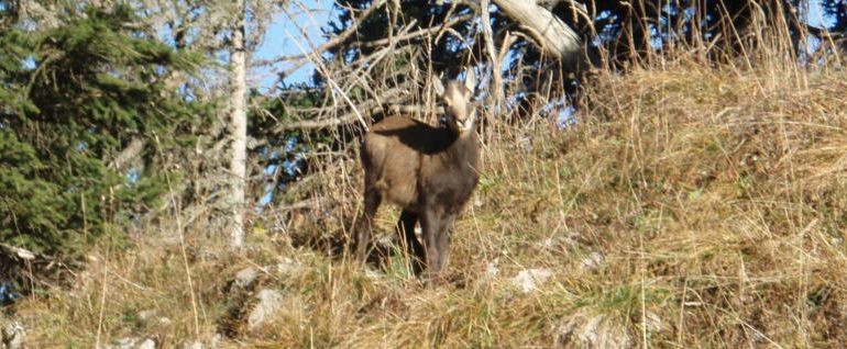 Rovagne - chamois