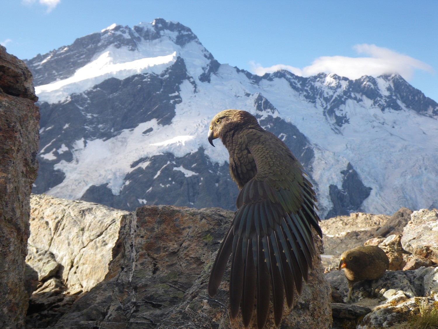Kéa devant Mt Sefton