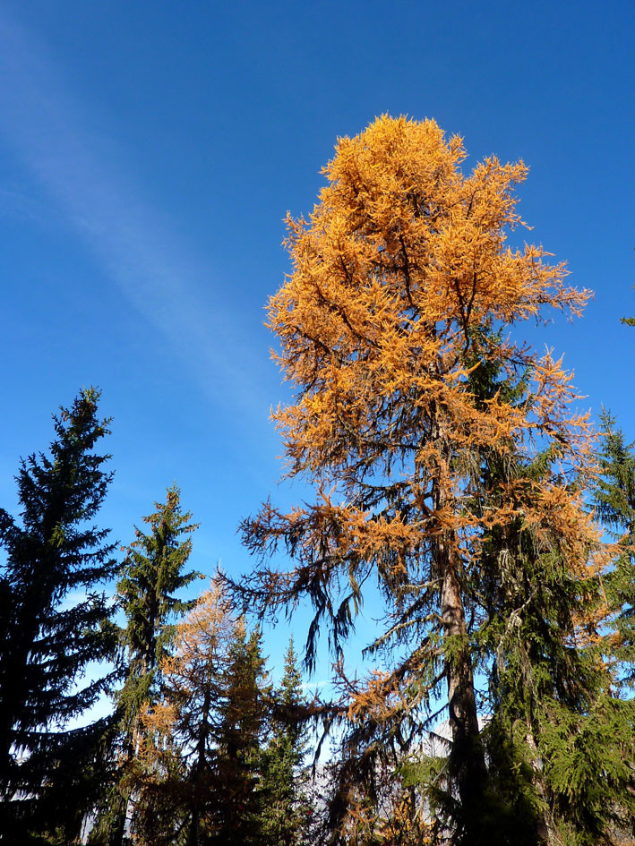 Arbre jaune